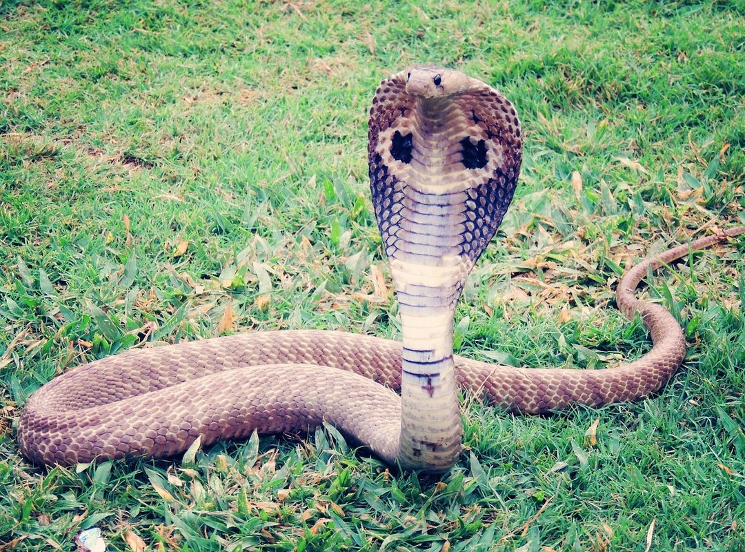 Conservation Status and Threats to the King Cobra