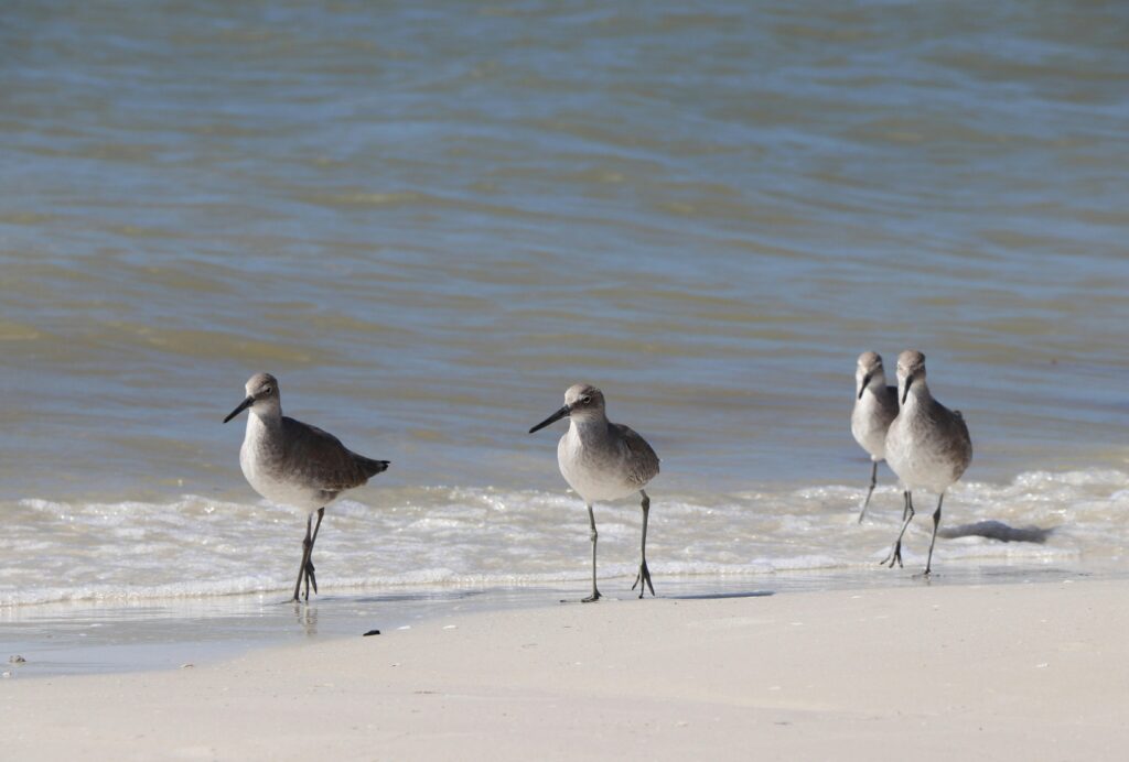 Ft. Myers Beach vs Marathon, FL: Which Destination Is Right for Your Next Vacation?