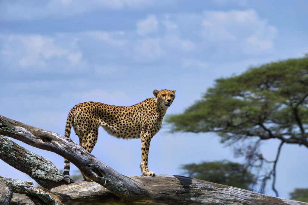 partha narasimhan PJBXdSyPmgc unsplash