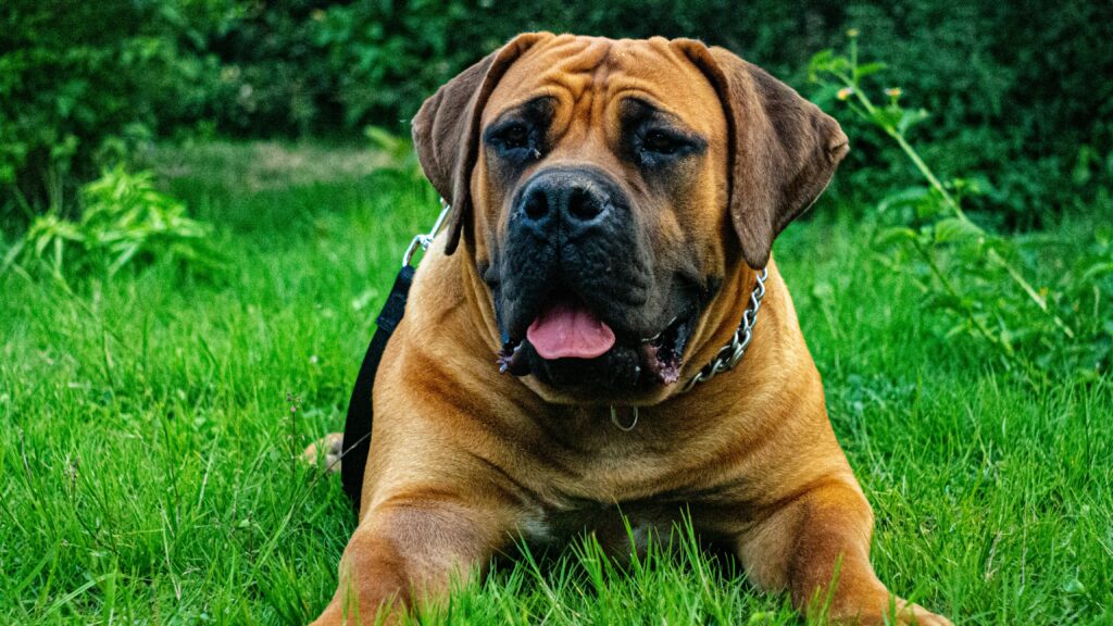 What’s the Most Expensive Dog Breed in the World?